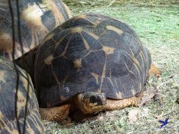 Tiergarten Schönbrunn am 11.April 2024